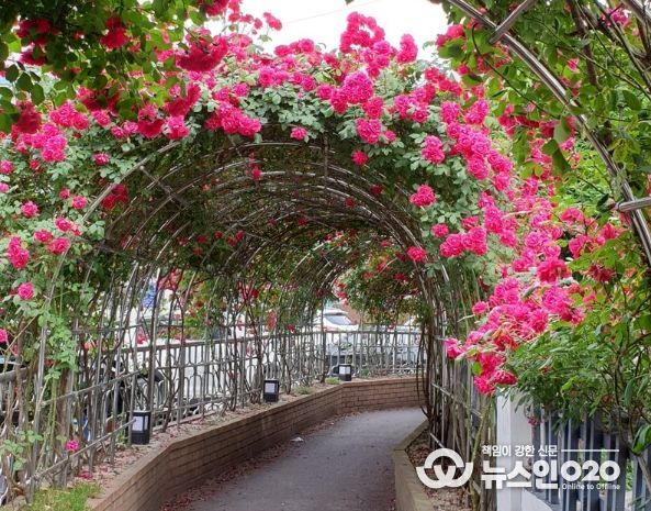 경기행복마을관리소 손길 닿은 안양 박달1동 장미터널 ‘활짝’