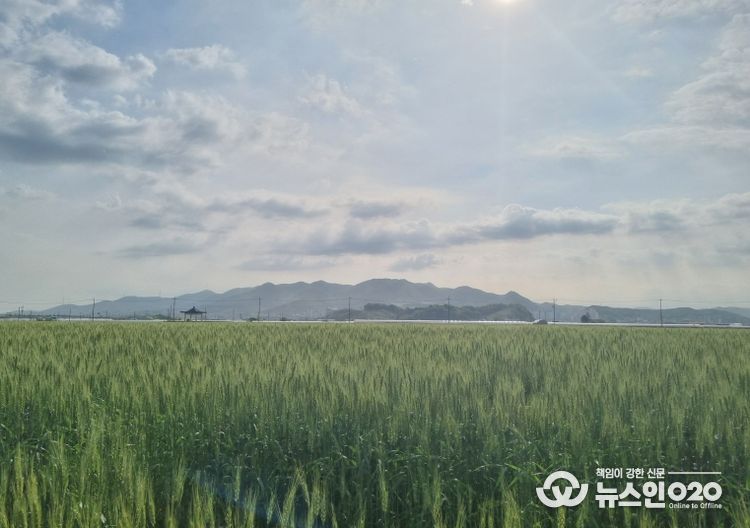 밀 재배포장 전경