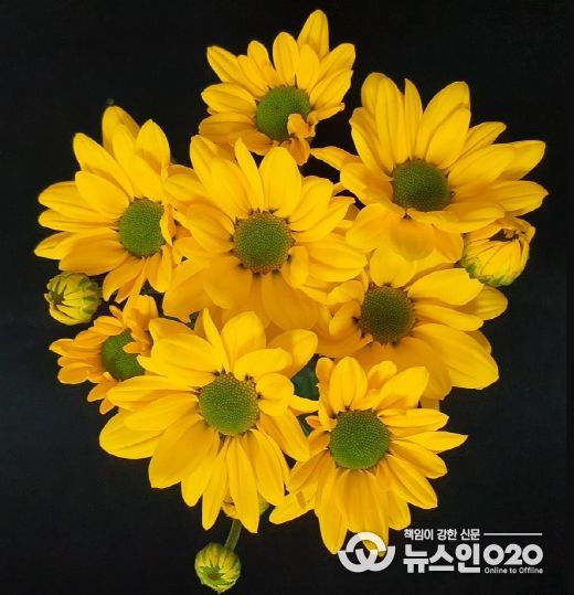 ‘옐로윈스’·‘아리나래’ 고양국제꽃박람회서 수상