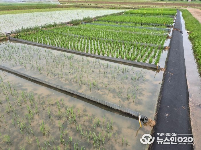 기후변화 대응 벼 영농법 연구 돌입