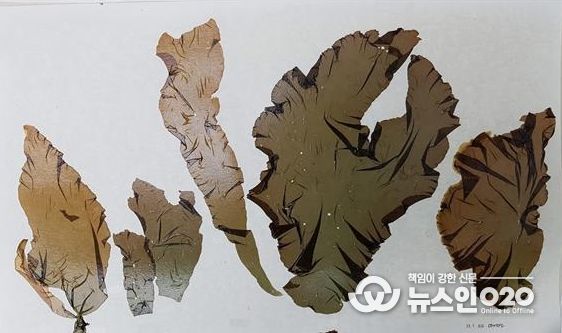 6년 연구 끝에 방사무늬김 충수연1호 품종보호권 등록