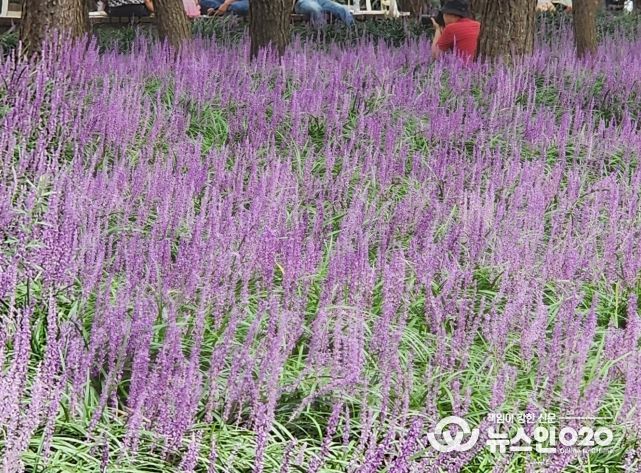 충남도 약용작물 맥문동, 조경용 품종 개발 ‘박차’