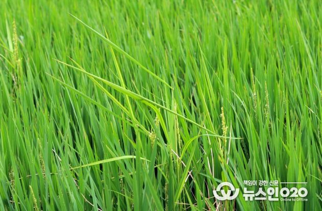충남도, 출수기 방제 강화해 벼 키다리병 예방