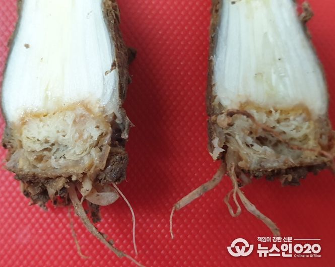 쪽파 뿌리응애