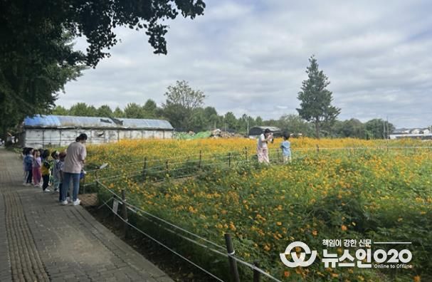 황하 코스모스 꽃밭