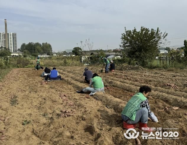 수원시 권선구 새마을지도자협의회, 사랑의 고구마 수확