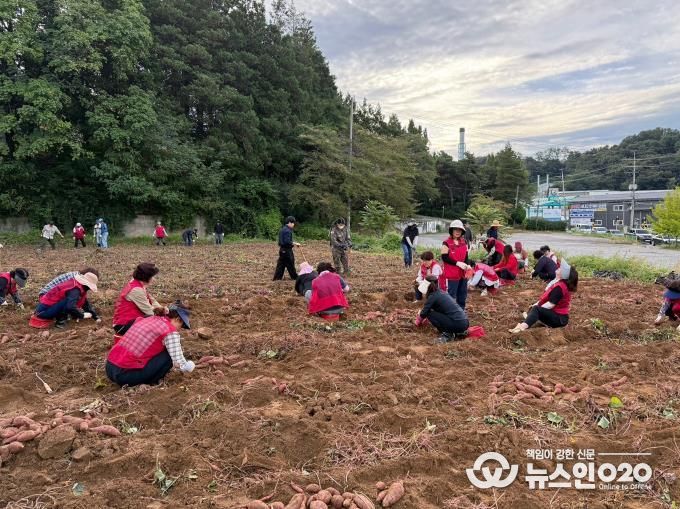 오산시 남촌동, 고구마 수확으로 불우이웃 돕기 나서