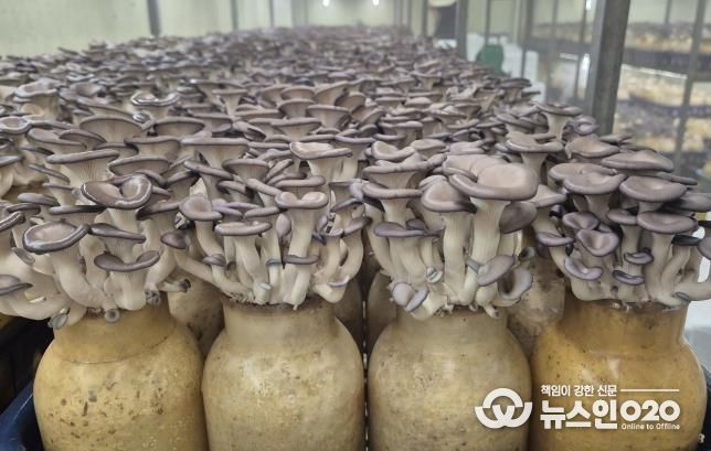 기존 배지로 재배되고 있는 느타리(양평군 소재 B농가)