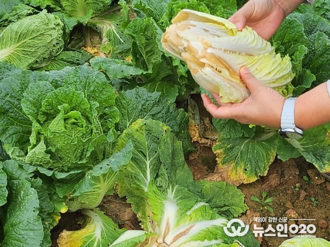 배추 후기 관리 방제 철저(무름병).