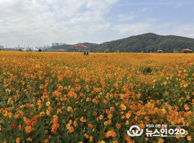 용인특례시는 기흥호수공원에 황화코스모스 경관단지를 조성했다