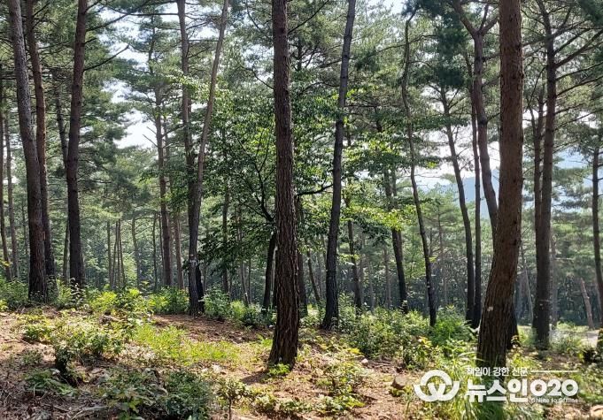 국립기억의숲 풍경