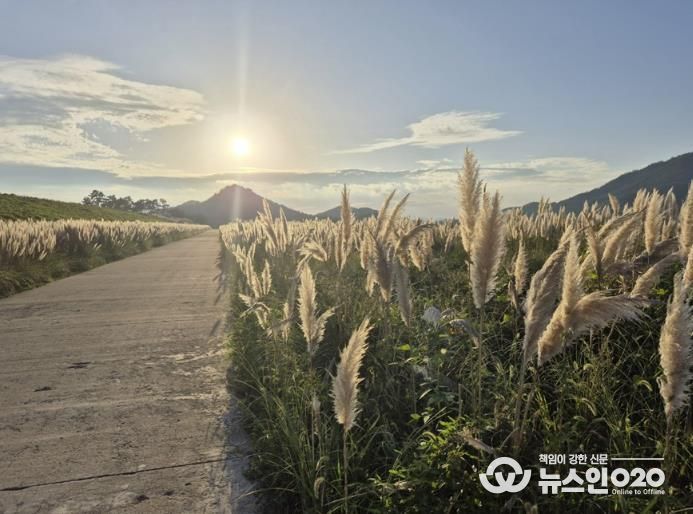 팜파스그라스 길 전경