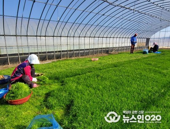 해남군“바다향 품은 간척지의 명품채소”세발나물 출하