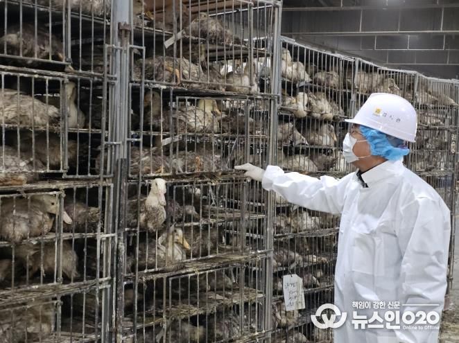 가금 도축장 생체검사 사진