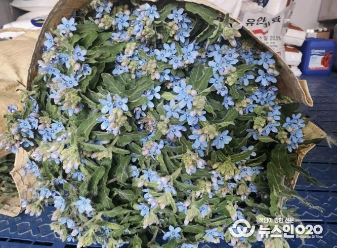 수확 된 ‘옥시페탈륨’