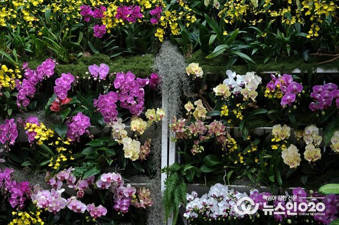 열대관 난초 전시 '오늘, 난(蘭)'