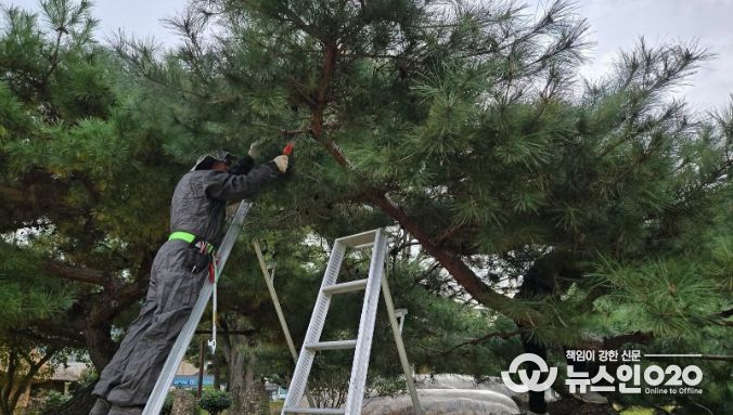 순천나무사랑꾼, 낙안읍성 일원 전정 봉사활동