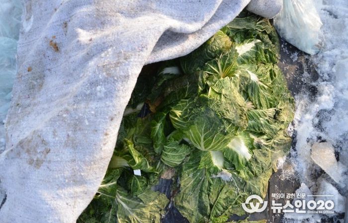 수확 중인 김장용 무·배추 한파 대비해야