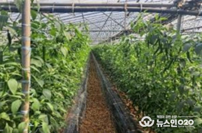 시설고추 재배지