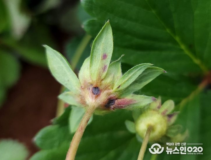 딸기 탄저병