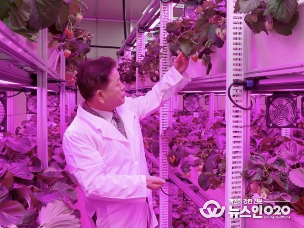 박승원 광명시장이 지난 11월 22일 광명동굴 근처 옛 업사이클아트센터에서 열린 ‘광명동굴 딸기 스마트팜’ 개소식에 참석해 스마트팜 재배시설을 둘러보고 있다.