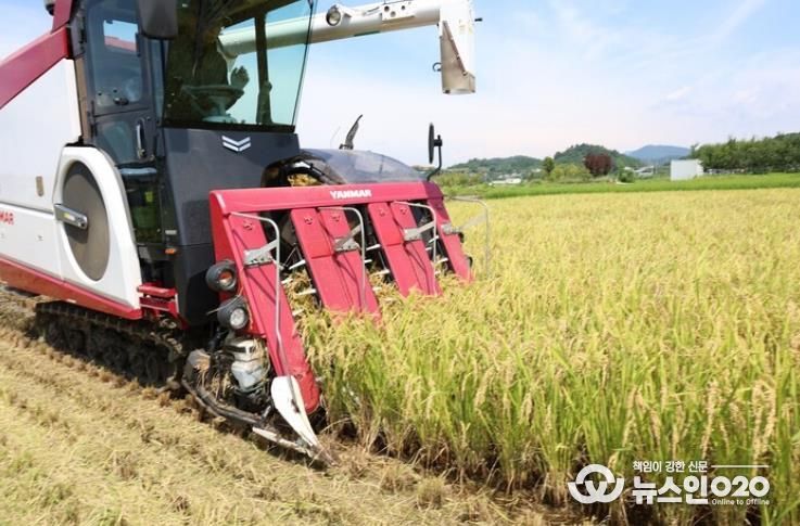 벼 수확 사진
