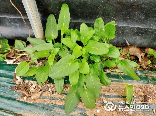 시설수박 병해충 관리, 수확 후 하우스 관리부터 - 잡초사진