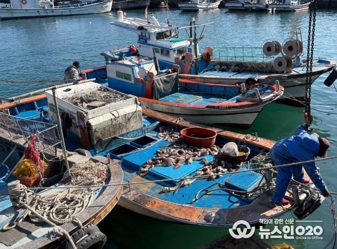 꼼치 사진-여수연안 꼼치 어획 현장