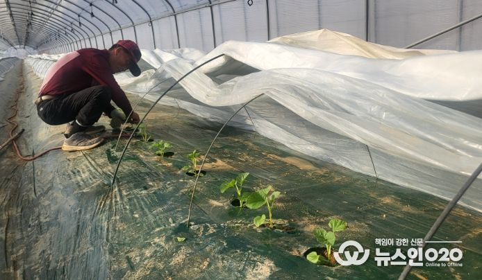 1. 천안지역 농업인 이필영씨가 하늘그린 멜론을 2차 정식하고 있다.