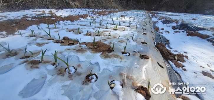 충남도 “기상이변 속 마늘 재배, 봄철 관리가 수확 좌우”