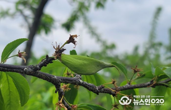 경북도, 친환경 자두 주머니병 방제는 발아기부터 시작