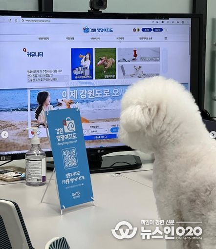 강원 반려동물 관광 활성화 이미지