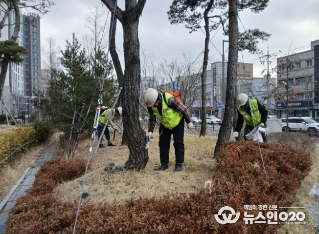 수원시 팔달구, 소나무 재선충병 방제완료