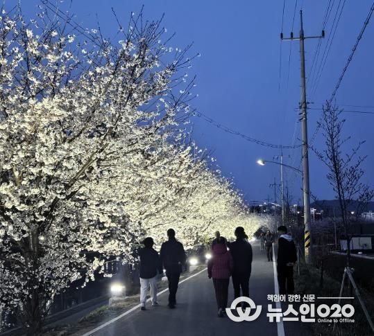 지난해 벚꽃이 만개한 천안시 원성천 산책로에서 시민들이 야간 경관조명이 켜진 벚꽃길을 걷고 있다.