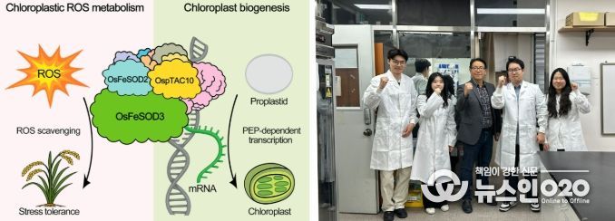 전남대 장규필 교수팀, 기후위기 작물 공식 깼다