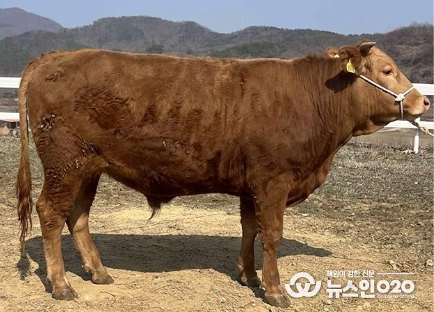전북자치도 축산연구소, 한우 씨수소 4년 연속 배출