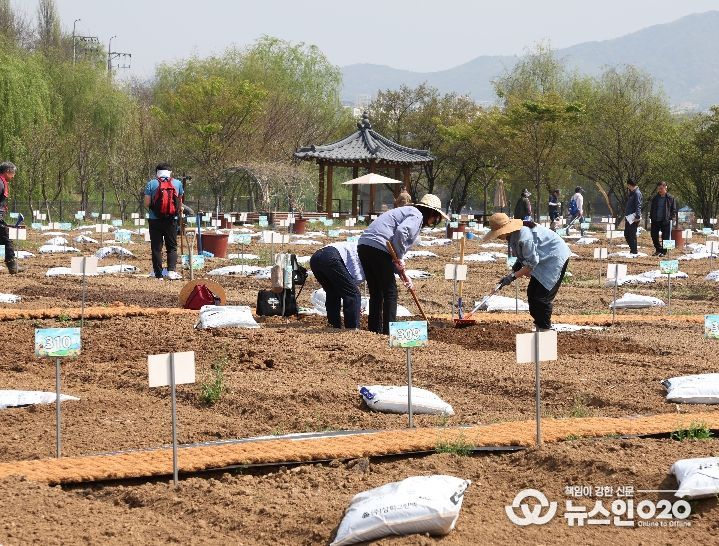 세곡천 힐링텃밭 개장식에서 모종을 심는 구민들