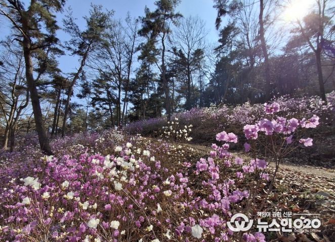 우산 일대의 진달래가 핀 모습