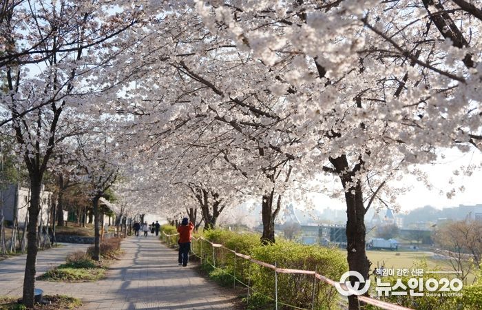 오산천 벚꽃축제 성료…봄밤 수놓은 빛과 공연