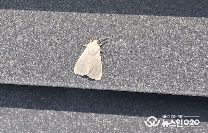 미국흰불나방 조기 출현…초기 방제 ‘비상’