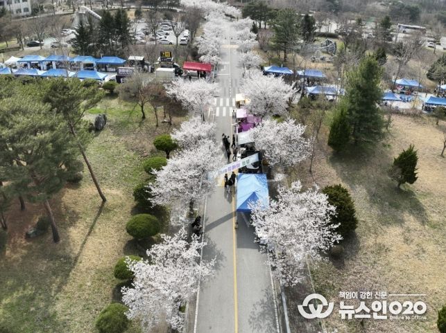 국립공주대 예산캠퍼스 벚꽃 축제 모습