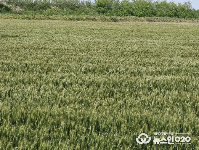 서천군, 맥류 붉은곰팡이병 적기 방제 당부