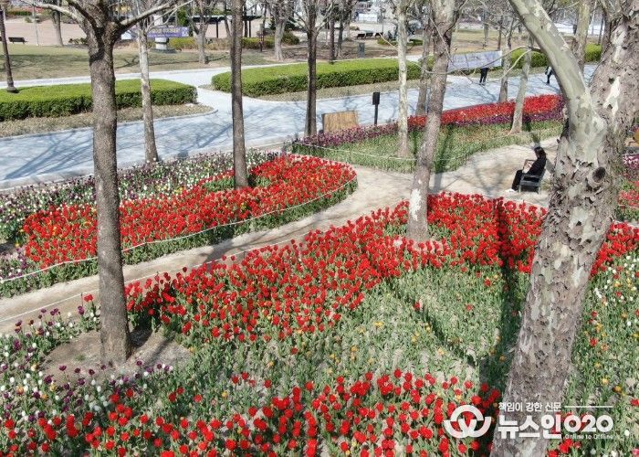 평촌중앙공원 새단장…포장 정비 마치고 봄꽃 ‘활짝’