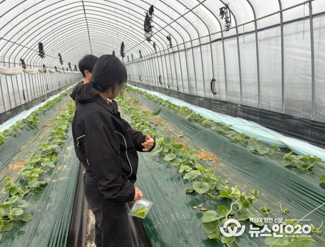 1. 천안시농업기술센터가 멜론 농가에 방문해 바이러스 진단을 하고 있다.