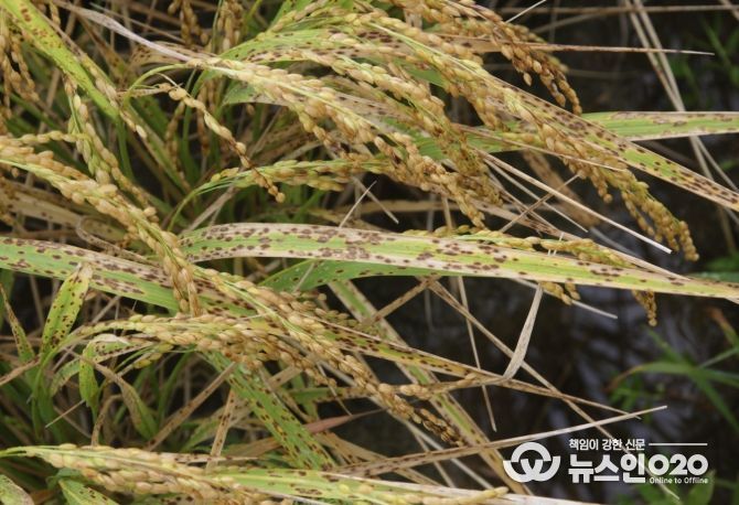 부여군 깨씨무늬병 토양관리 현장